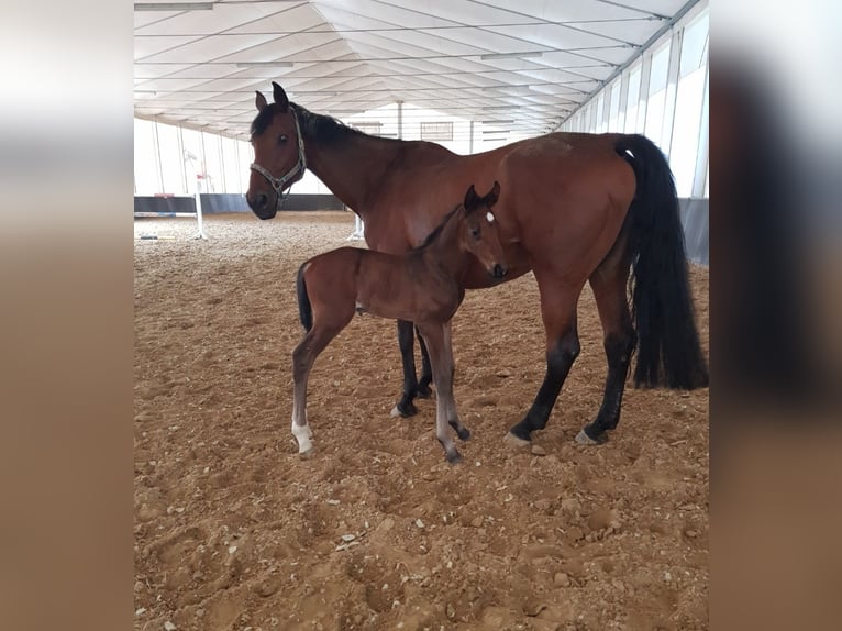 Holstein Mare 18 years Bay in Krapinske Toplice
