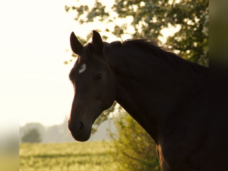 Holstein Mare 18 years Bay-Dark in Borsfleth