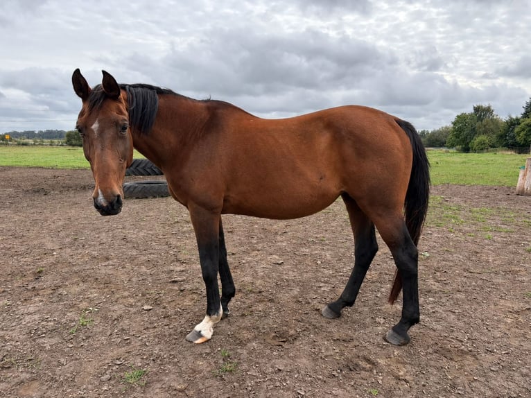 Holstein Mare 19 years 16.1 hh Bay-Dark in Sassen-Trantow