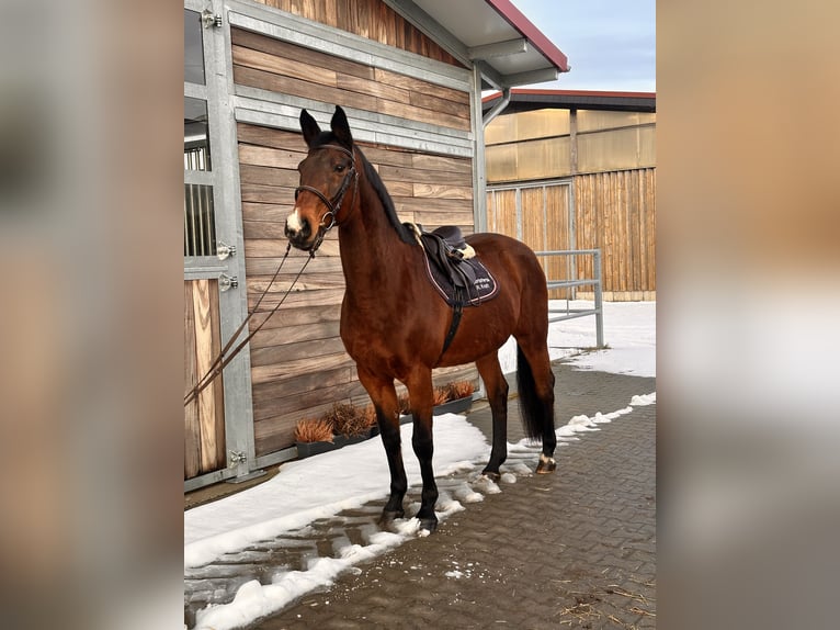 Holstein Mare 19 years 16,1 hh Bay-Dark in Leipzig