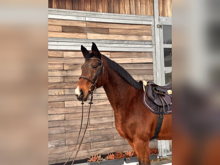 Holstein Mare 19 years 16,1 hh Bay-Dark in Leipzig