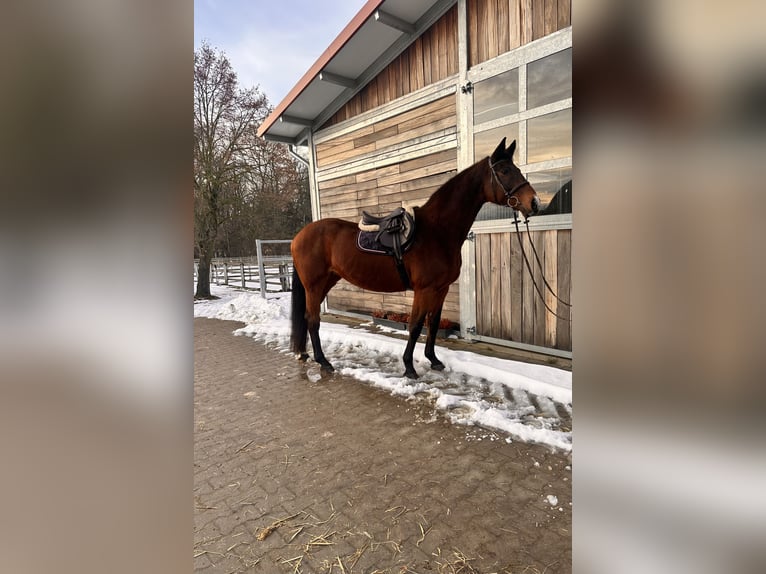 Holstein Mare 19 years 16,1 hh Bay-Dark in Leipzig