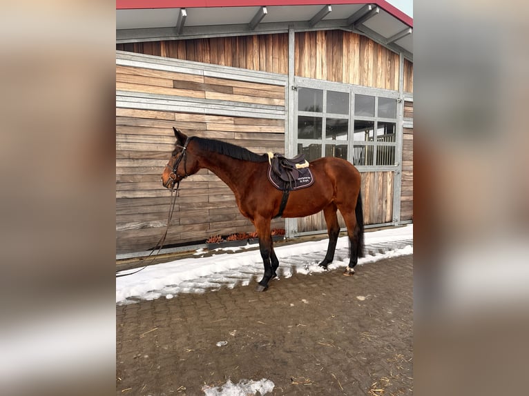 Holstein Mare 19 years 16,1 hh Bay-Dark in Leipzig