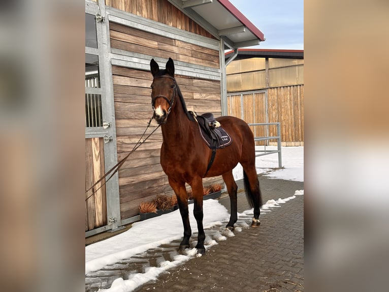 Holstein Mare 19 years 16,1 hh Bay-Dark in Leipzig