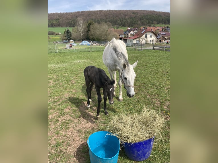 Holstein Mare 19 years 16,1 hh Grey in Rhönblick