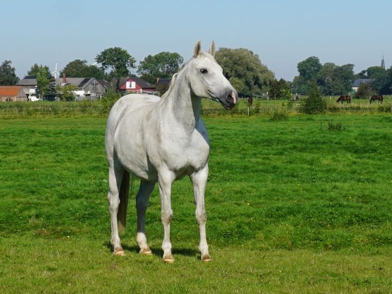 Holstein Mare 19 years 16,2 hh Grey in Kaiser-Wilhelm-Koog