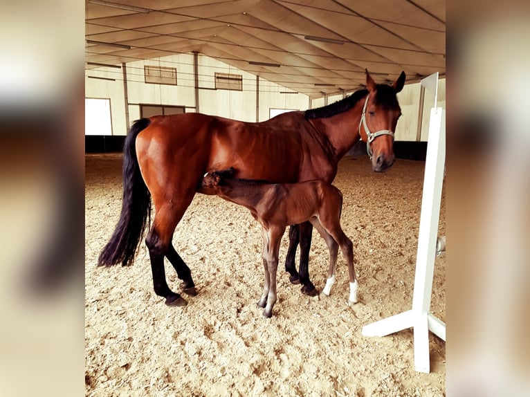 Holstein Mare 19 years Bay in Krapinske Toplice