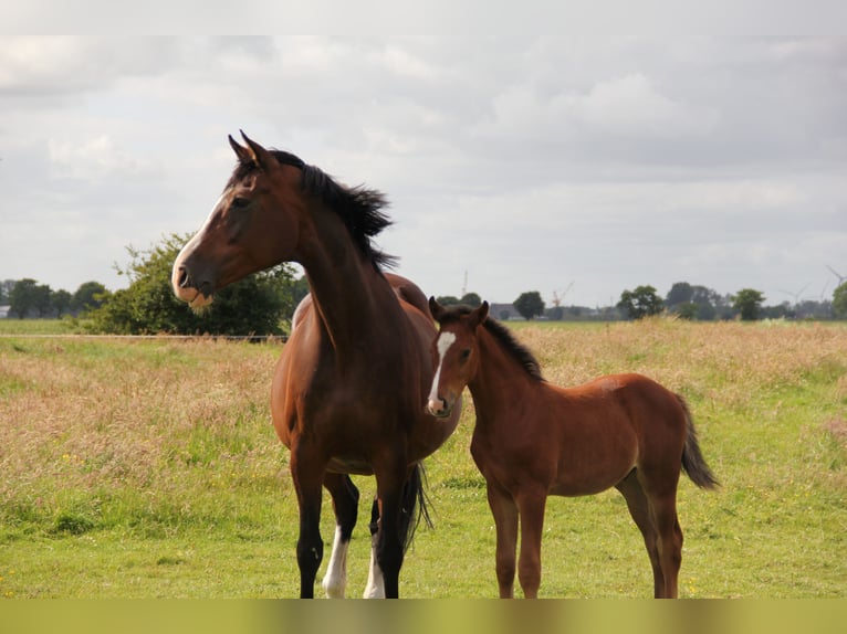 Holstein Mare 19 years Brown in Borsfleth