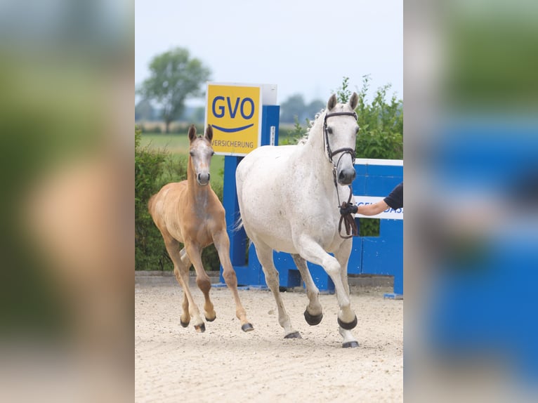 Holstein Mare 19 years Grey in Lemwerder