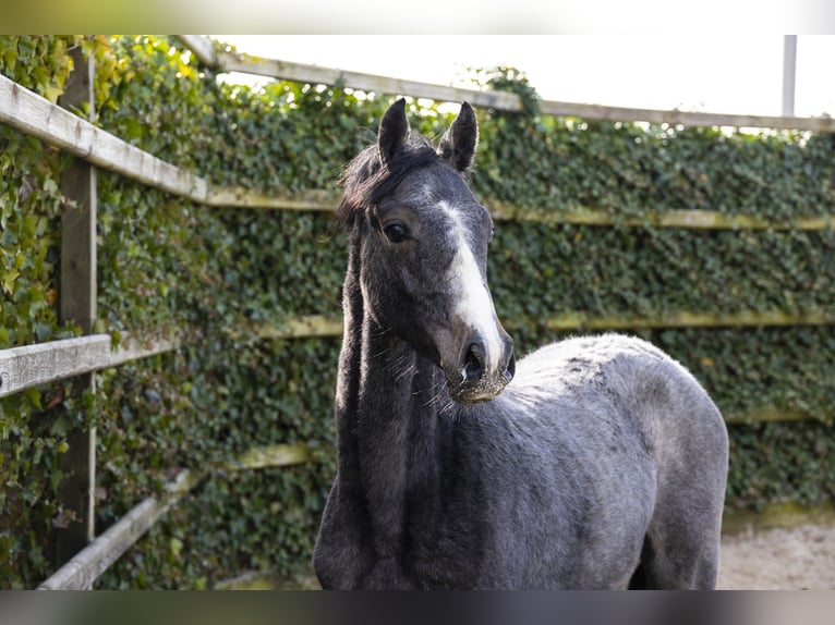 Holstein Mare 1 year 14 hh Grey in Waddinxveen
