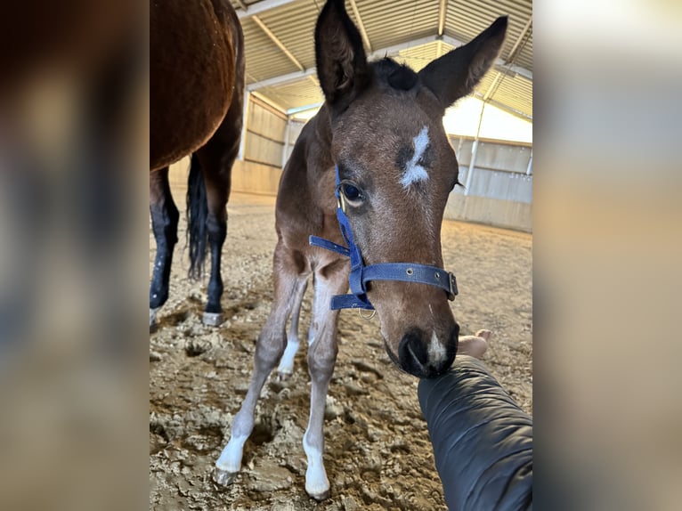 Holstein Mare 1 year 15,1 hh Brown in Hahnst&#xE4;tten