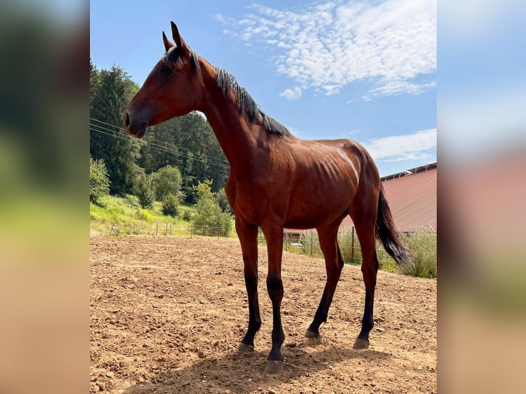 Holstein Mare 1 year 16,1 hh Brown in Dietfurt an der Altmühl