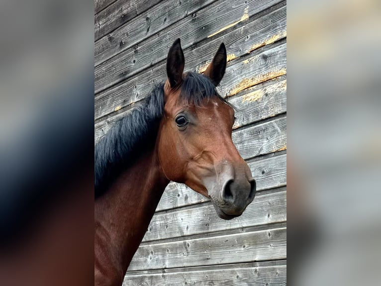 Holstein Mare 1 year 16,1 hh Brown in Dietfurt an der Altmühl