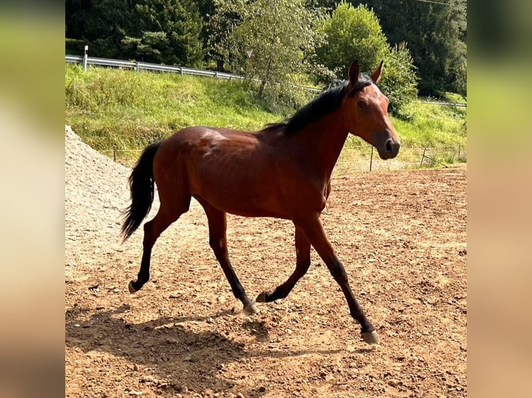 Holstein Mare 1 year 16,1 hh Brown in Dietfurt an der Altmühl