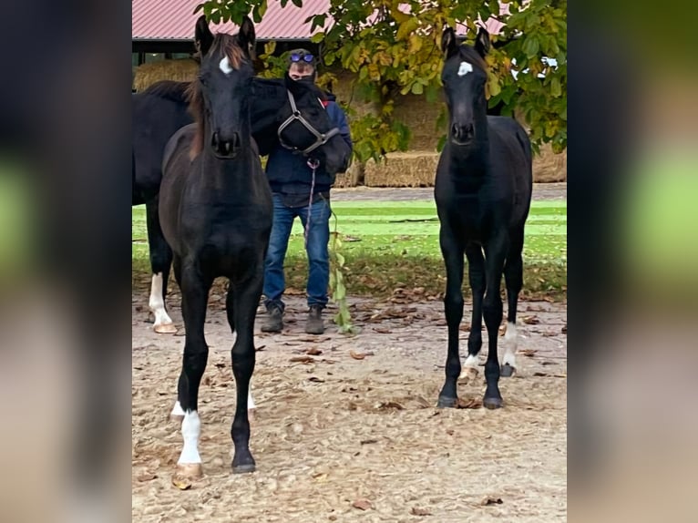 Holstein Mare 1 year 16,1 hh Chestnut in Reinfeld (Holstein)