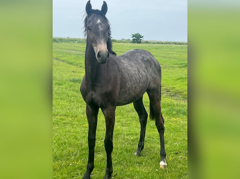 Holstein Mare 1 year 16.1 hh Grey in Föhr