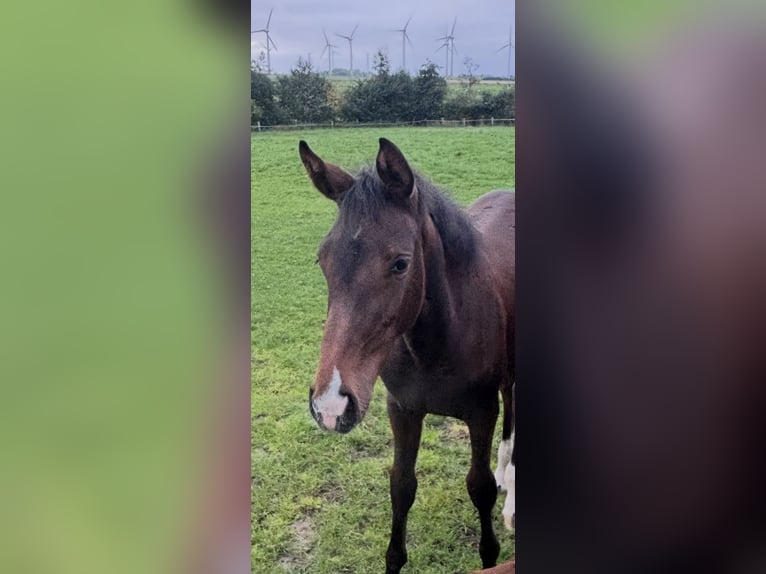 Holstein Mare 1 year 16.2 hh Brown in Struckum