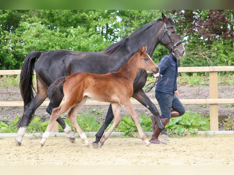 Holstein Mare 1 year 16,2 hh Brown in Glandorf