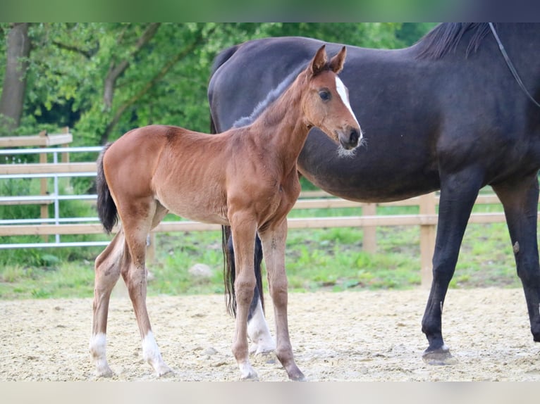 Holstein Mare 1 year 16,2 hh Brown in Glandorf