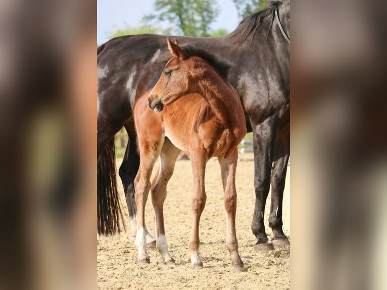 Holstein Mare 1 year 16,2 hh Brown in Glandorf