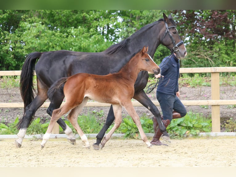 Holstein Mare 1 year 16,2 hh Brown in Glandorf