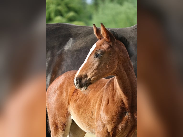 Holstein Mare 1 year 16,2 hh Brown in Glandorf