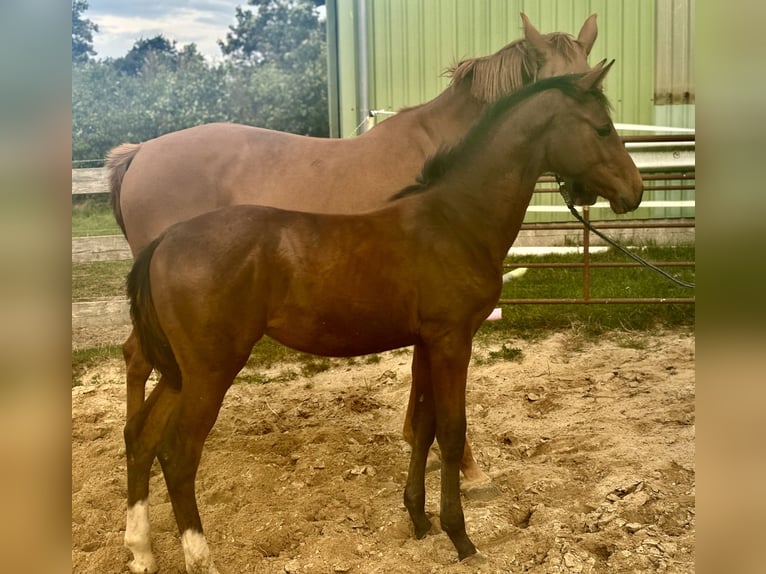 Holstein Mare 1 year 16.3 hh Brown in Struckum