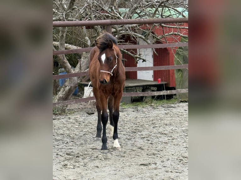 Holstein Mare 1 year 16,2 hh Brown in Klein Nordende