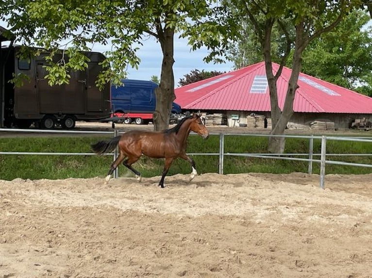 Holstein Mare 1 year 16,2 hh Brown in Schiphorst