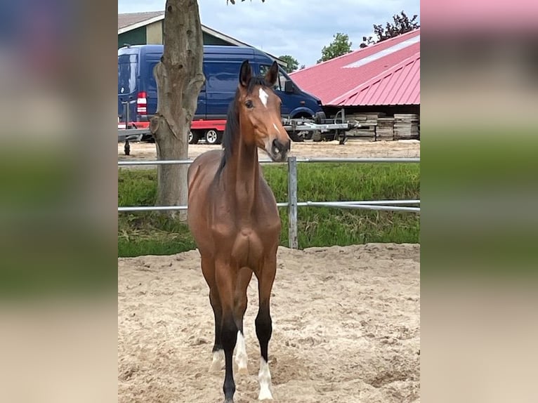 Holstein Mare 1 year 16,2 hh Brown in Schiphorst