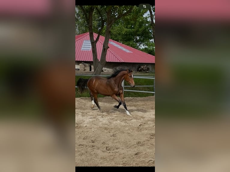 Holstein Mare 1 year 16,2 hh Brown in Schiphorst
