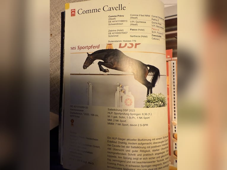 Holstein Mare 1 year 16,3 hh Brown in Münsingen