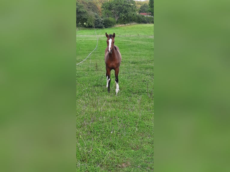 Holstein Mare 1 year Bay-Dark in Ausacker