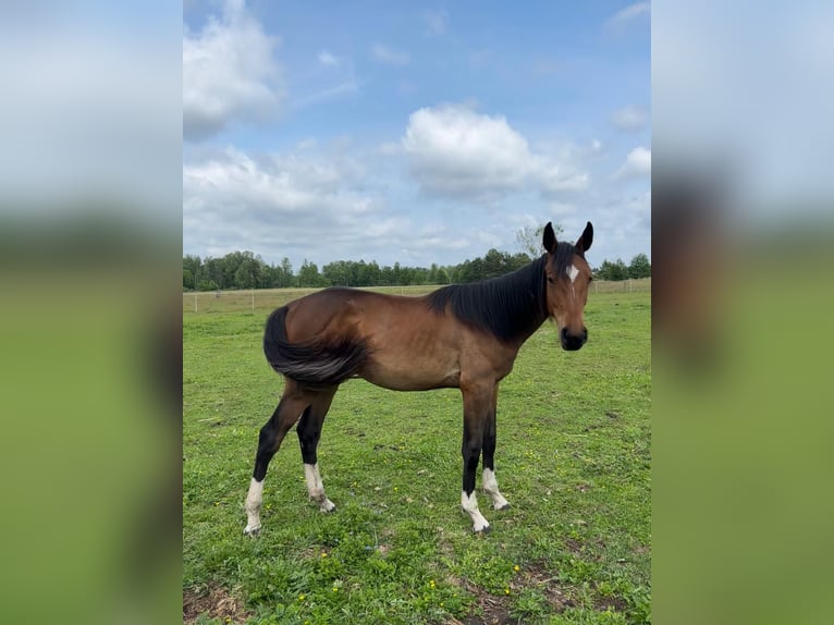 Holstein Mare 1 year Bay in Warszawa