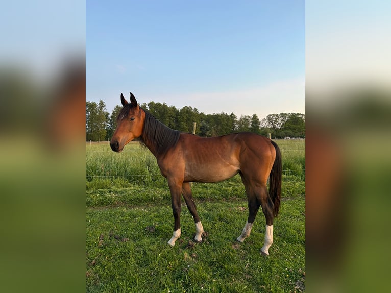 Holstein Mare 1 year Bay in Warszawa