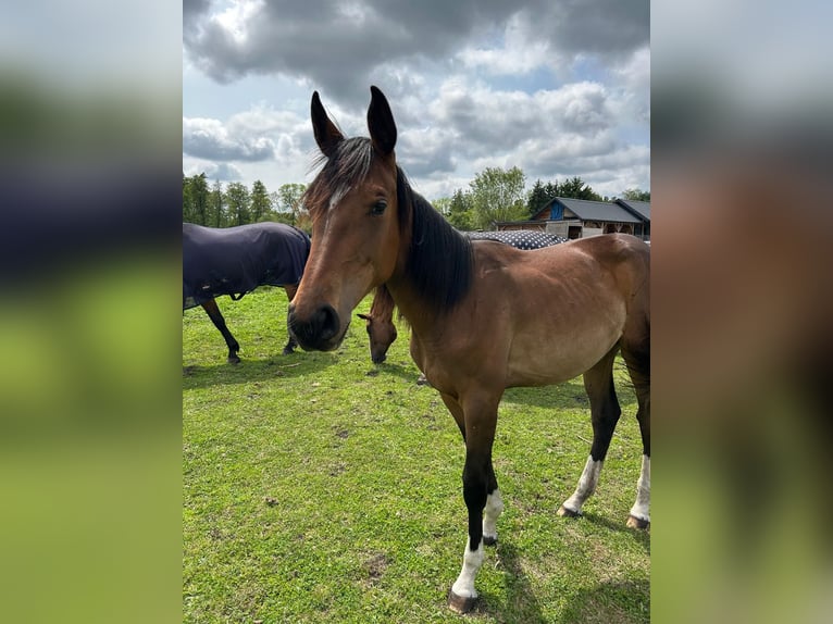 Holstein Mare 1 year Bay in Warszawa
