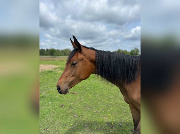 Holstein Mare 1 year Bay in Warszawa