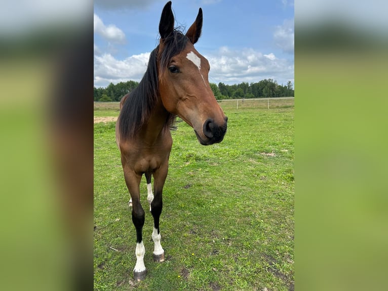 Holstein Mare 1 year Bay in Warszawa