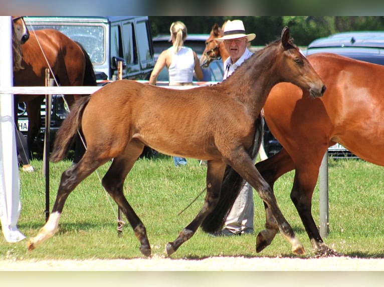 Holstein Mare 1 year Brown in Kayhude