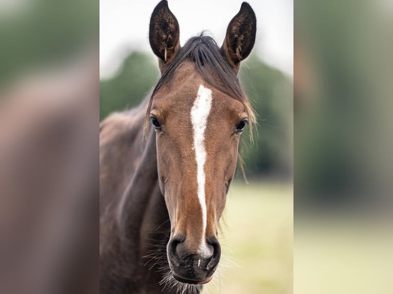 Holstein Mare 1 year Brown in Glandorf