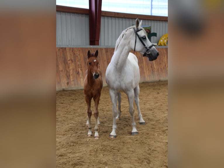 Holstein Mare 1 year Brown-Light in Langwedel