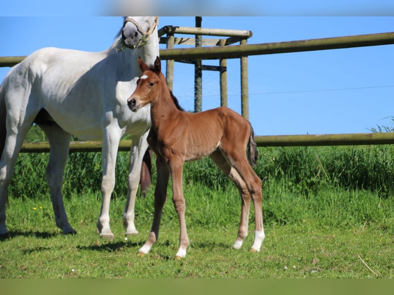 Holstein Mare 1 year Brown-Light in Langwedel