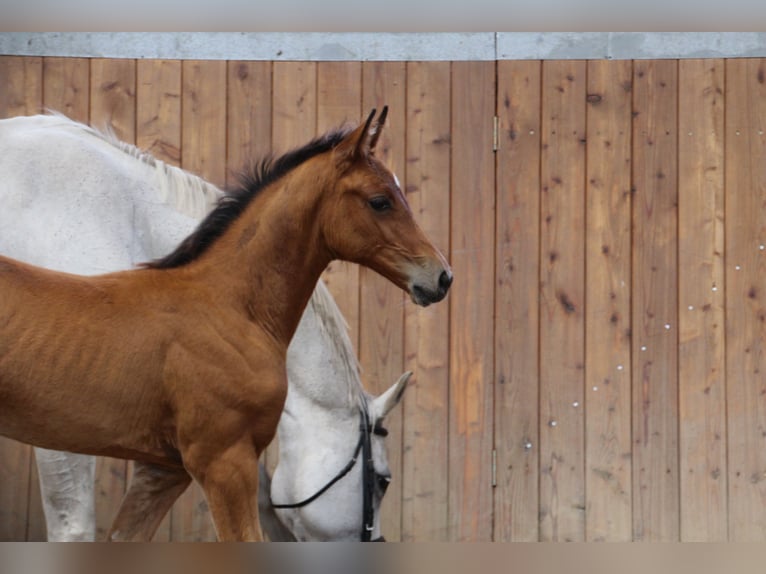 Holstein Mare 1 year Brown-Light in Langwedel