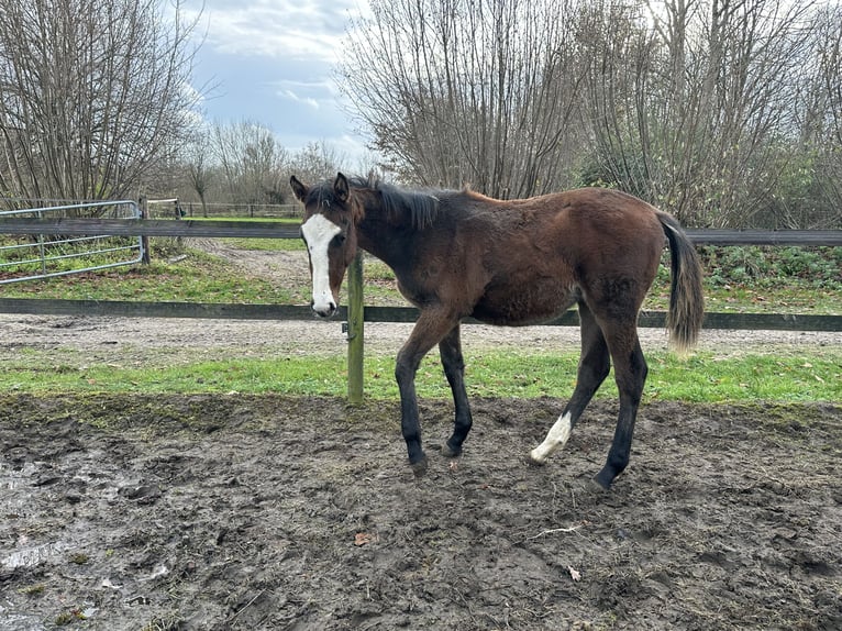 Holstein Mare 1 year Brown in Lübeck