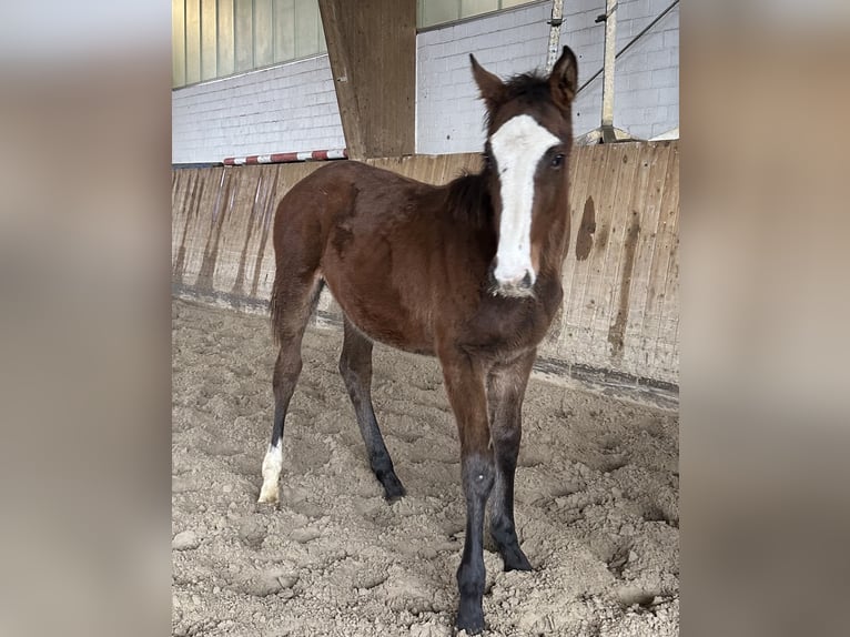 Holstein Mare 1 year Brown in Lübeck