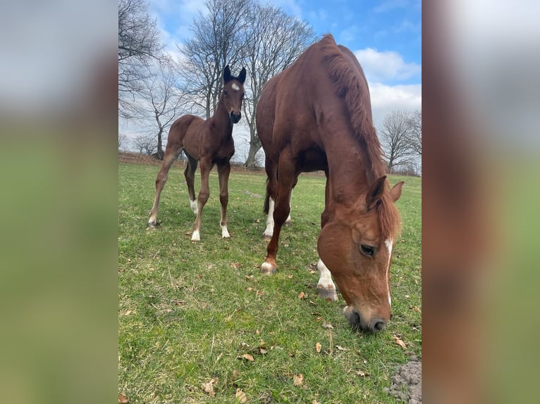 Holstein Mare 1 year Brown in Krummenort