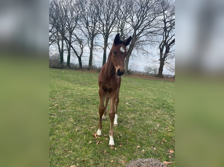 Holstein Mare 1 year Brown in Krummenort