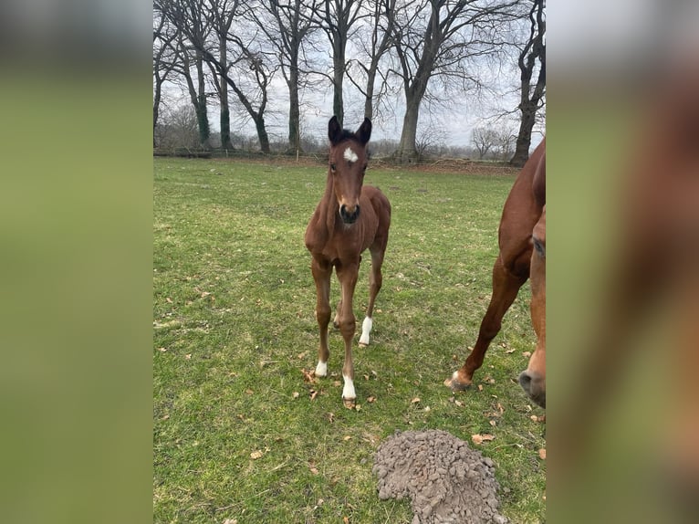 Holstein Mare 1 year Brown in Krummenort