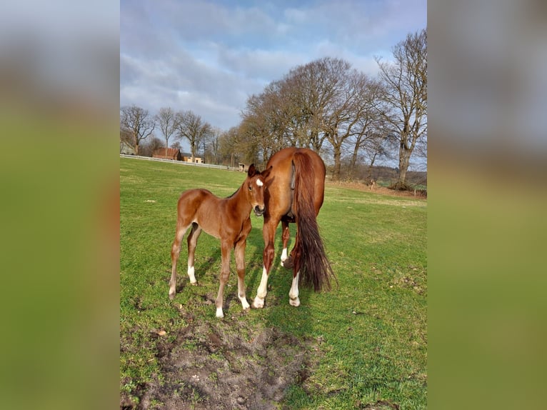 Holstein Mare 1 year Brown in Krummenort