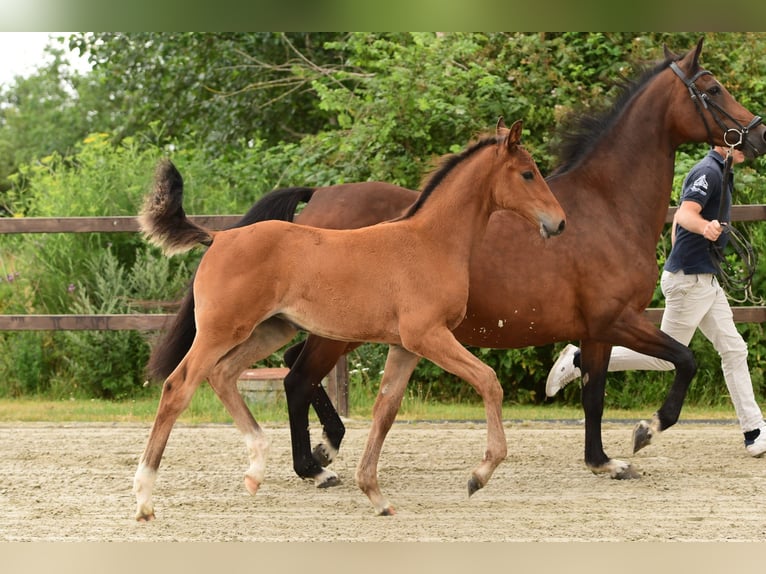 Holstein Mare 1 year Brown in Midlum/Föhr